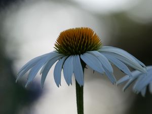 Превью обои эхинацея, цветок, размытие, лепестки, макро
