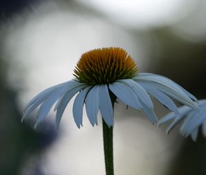 Превью обои эхинацея, цветок, размытие, лепестки, макро