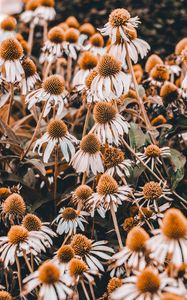 Превью обои эхинацея, цветы, клумба, растения, цветение