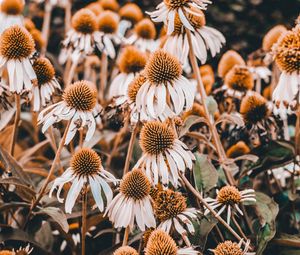 Превью обои эхинацея, цветы, клумба, растения, цветение