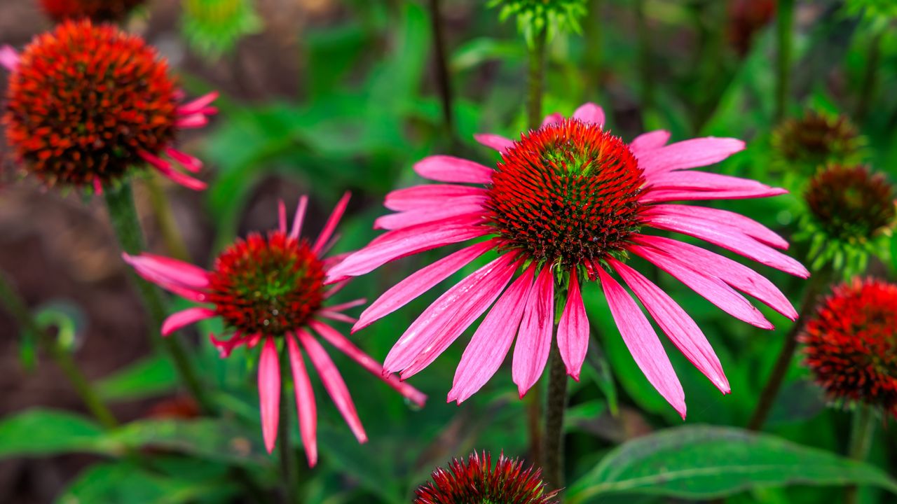 Обои эхинацея, цветы, лепестки, розовый, блюр