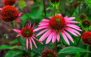 Превью обои эхинацея, цветы, лепестки, розовый, блюр