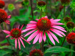 Превью обои эхинацея, цветы, лепестки, розовый, блюр
