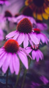 Превью обои эхинацея, цветы, лепестки