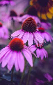 Превью обои эхинацея, цветы, лепестки