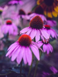 Превью обои эхинацея, цветы, лепестки