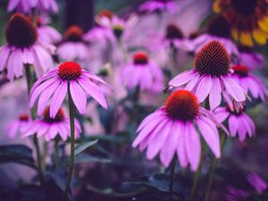 Превью обои эхинацея, цветы, лепестки