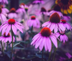 Превью обои эхинацея, цветы, лепестки