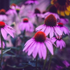 Превью обои эхинацея, цветы, лепестки