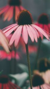 Превью обои эхинацея, цветы, лепестки, размытие