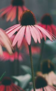 Превью обои эхинацея, цветы, лепестки, размытие