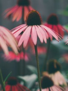 Превью обои эхинацея, цветы, лепестки, размытие