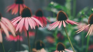 Превью обои эхинацея, цветы, лепестки, размытие