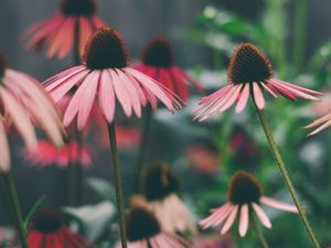 Превью обои эхинацея, цветы, лепестки, размытие