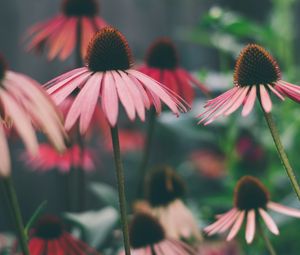 Превью обои эхинацея, цветы, лепестки, размытие