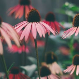 Превью обои эхинацея, цветы, лепестки, размытие