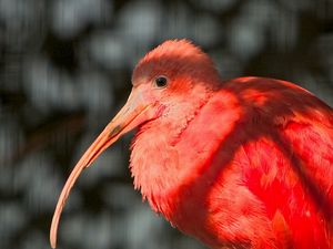 Превью обои экзотическая птица, клюв, перья