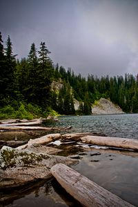 Превью обои ель, бревна, вода, камни