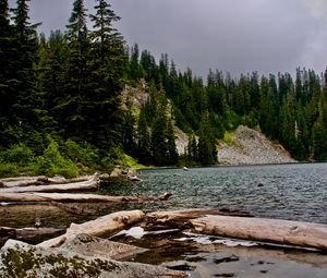 Превью обои ель, бревна, вода, камни