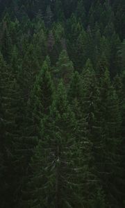 Превью обои ель, деревья, лес