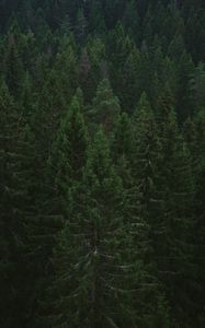 Превью обои ель, деревья, лес