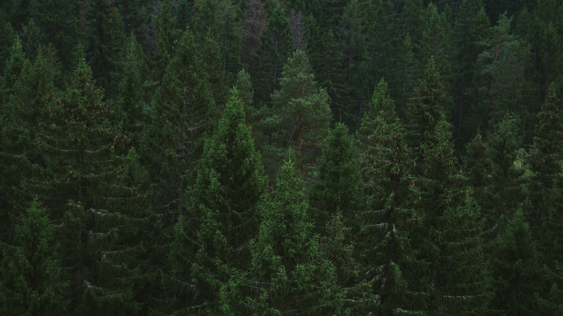 Фон темно зеленый лес