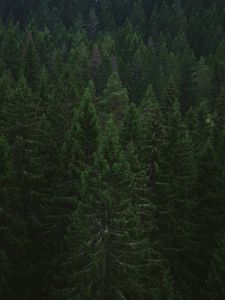 Превью обои ель, деревья, лес