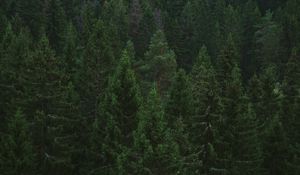 Превью обои ель, деревья, лес