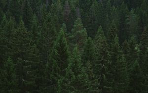 Превью обои ель, деревья, лес
