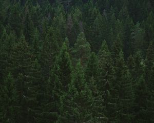 Превью обои ель, деревья, лес