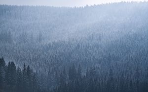 Превью обои ель, деревья, лес, туман, небо