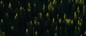 Превью обои ель, деревья, лес, свет, лучи