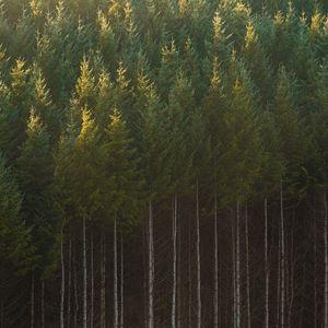 Превью обои ель, деревья, лес, стволы