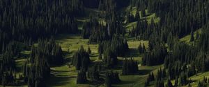 Превью обои ель, деревья, лес, трава, склон