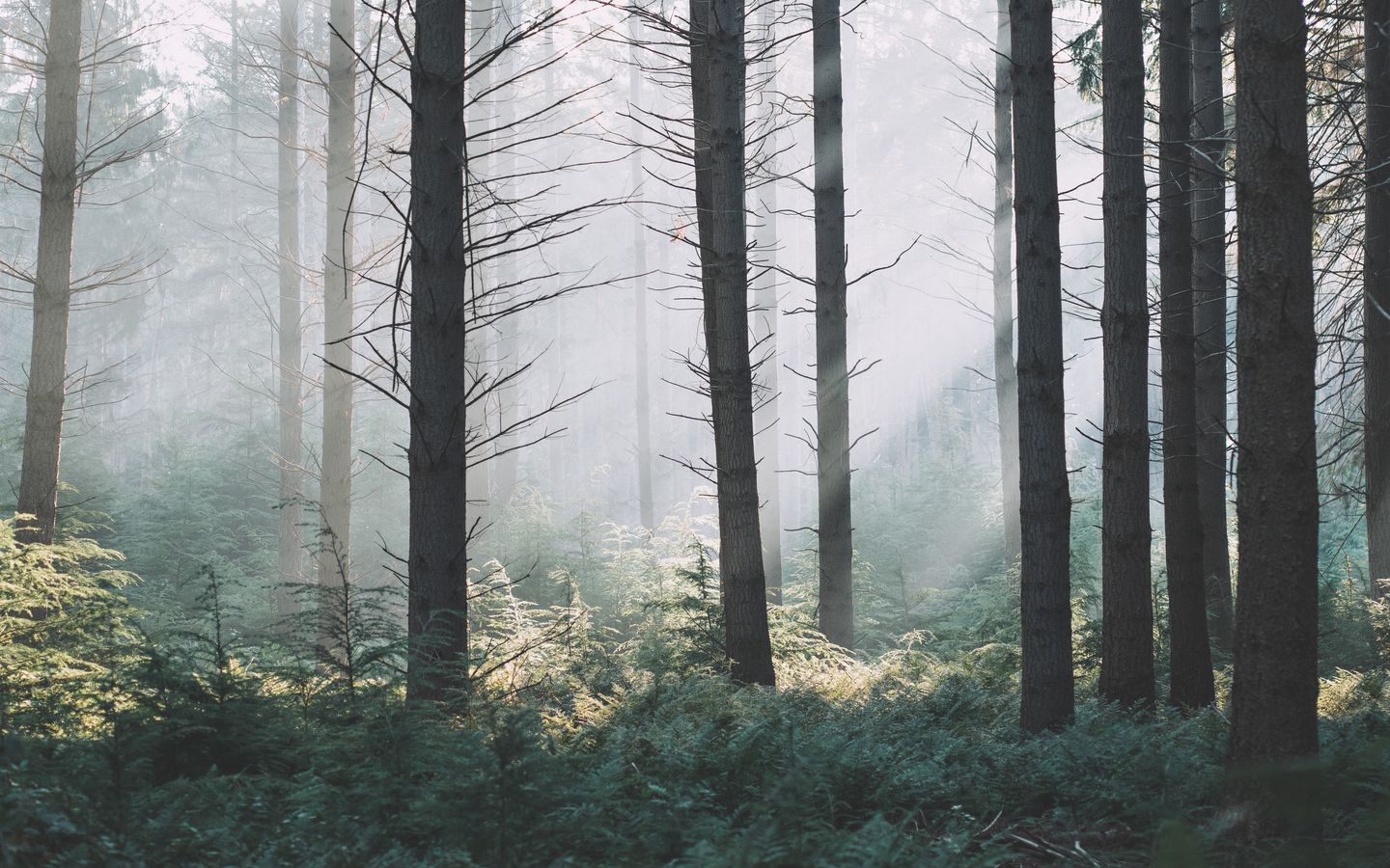 Туманный лес панорама