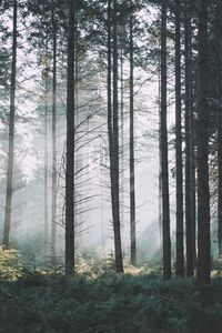 Превью обои ель, деревья, лес, туман, ветки