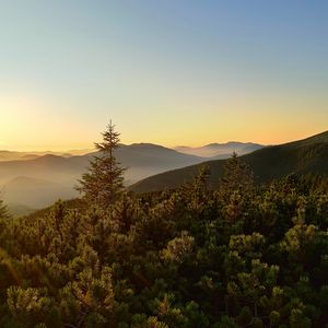 Превью обои ель, деревья, лес, холмы, небо