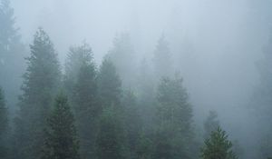 Превью обои ель, деревья, лес, туман, природа