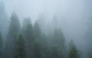 Превью обои ель, деревья, лес, туман, природа