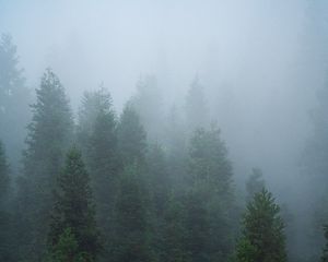 Превью обои ель, деревья, лес, туман, природа
