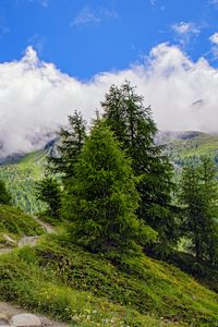 Превью обои ель, деревья, облака, склон, трава
