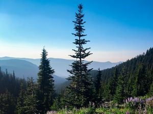 Превью обои ель, деревья, полевые цветы, горы, даль