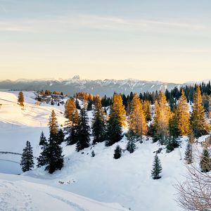 Превью обои ель, деревья, снег, заснеженный, горы