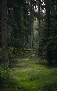 Превью обои ель, деревья, трава, лес