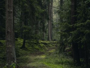 Превью обои ель, деревья, трава, лес