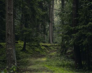 Превью обои ель, деревья, трава, лес