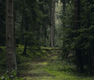 Превью обои ель, деревья, трава, лес