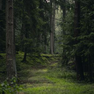 Превью обои ель, деревья, трава, лес