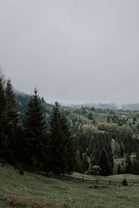 Превью обои ель, деревья, трава, лес, туман