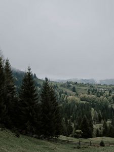 Превью обои ель, деревья, трава, лес, туман
